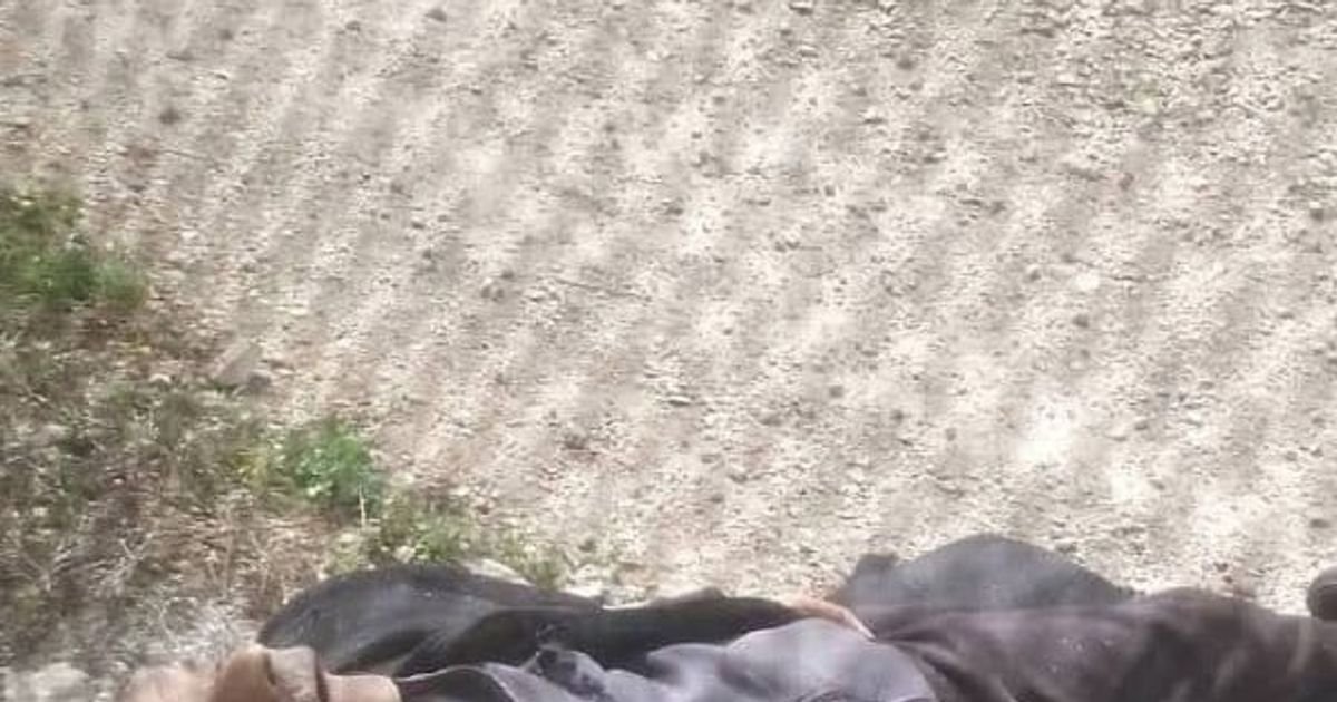 أنباء عن استشهاد الشيخ شعبان منصور البالغ من العمر 90 عاما حيث أُعدم ميدانيا مع ابنه حسن منصور