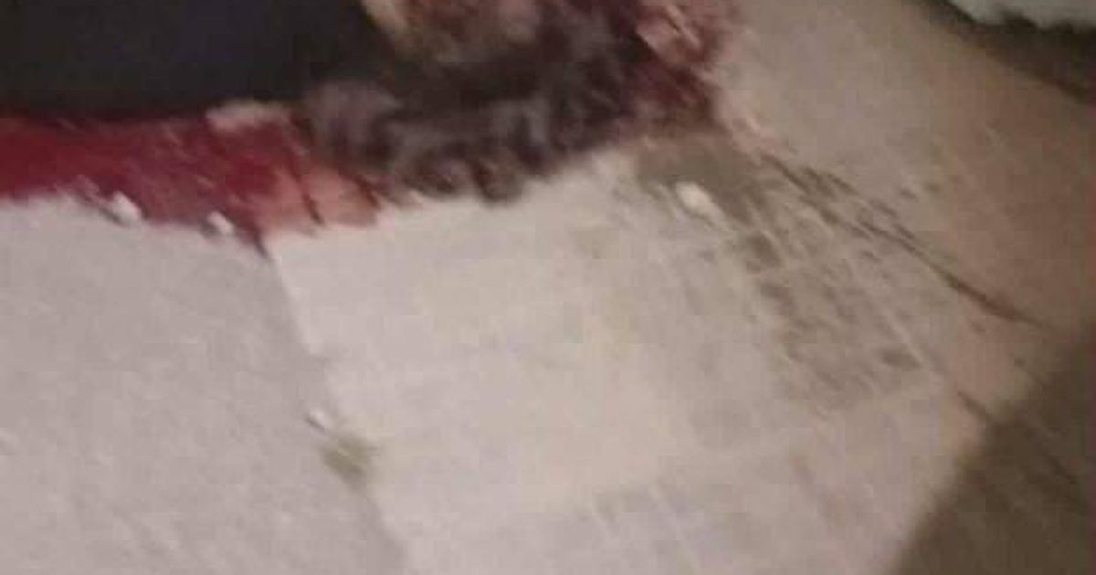 🇸🇾حمص : استشهاد السيد "فواز رجب"والشابة "فتون رجب"، بعد أن أقدم عنصر من نظام الجولاني الجهادي يستقل دراجة نارية على إطلاق النار باتجاه السيد فواز وابنة شقيقه، ما أسفر عن استشهادهم على الفور ، وذلك ب