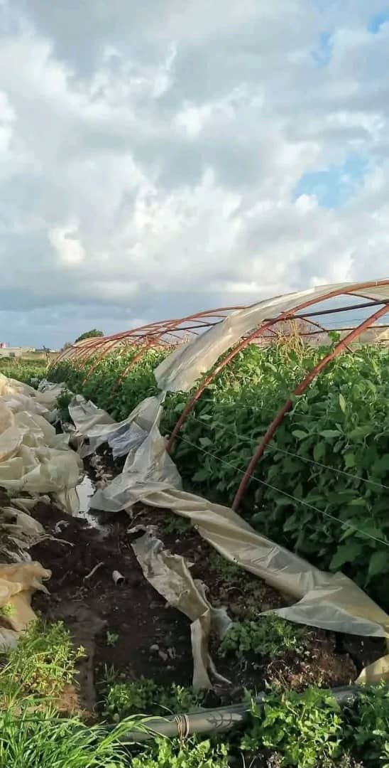 مجهولون يستهدفون البيوت البلاستيكية في الدكيكة بمنطقة عكار