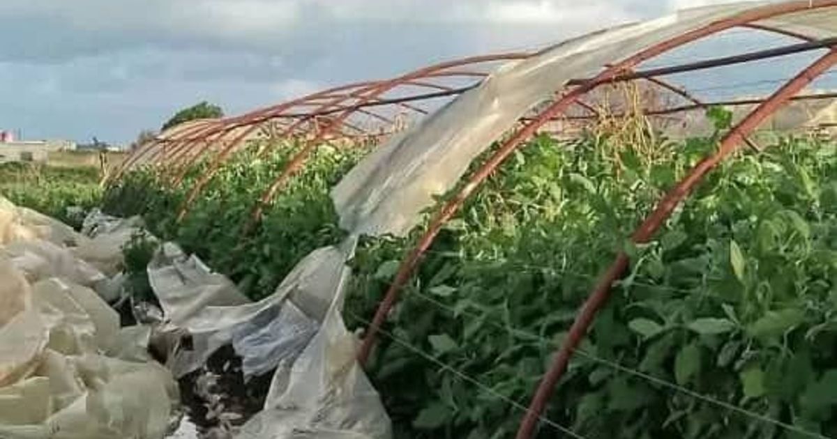 مجهولون يستهدفون البيوت البلاستيكية في الدكيكة بمنطقة عكار